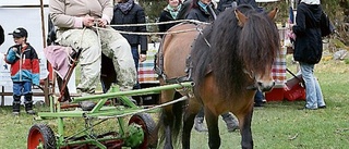 Många besökare på hästens dag i Fjälster