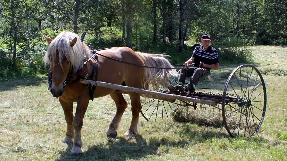 Pralinen, en ardenner från Eriksgården, drog hästräfsan med Bosse Höglund vid tömmarna.