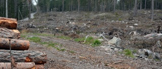 Kampen hårdnar om skyddsvärd skog