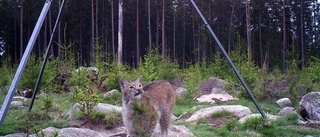 Lodjur smög runt husknuten hos Susanne