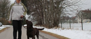 Labrador vår mest populära hundras