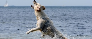 Hundbad med förhinder