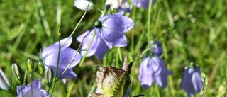 Blomma sex: Ringer in sommaren