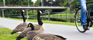 "Kanadagässen är för många"