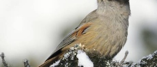 Höga naturvärden skyddas i Vuollerim