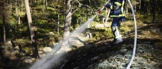 Rufus hjälte vid mindre skogsbrand