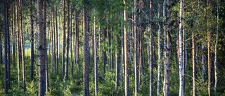 Länets skogar måste klimatanpassas