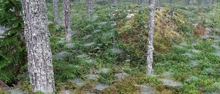 Läsarbilden: Trolskt i skogen i Jävrebodarna