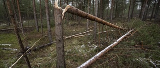 Stora skogsområden hotas efter stormen Malik