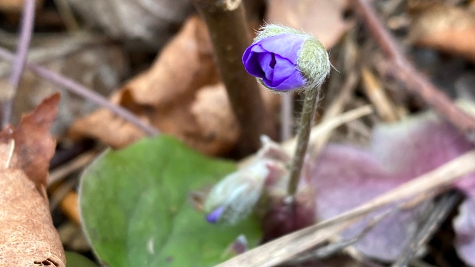 Blåsippa, fotograferad vid Fridhem i söndags.