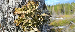 Döda träd ger myllrande liv i skogen