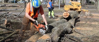 Folkparken får tulpanträd