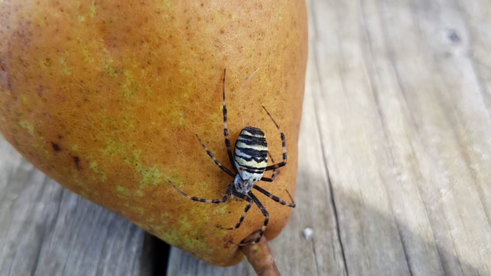 Getingspindeln har fått korn på ett härligt päron. 