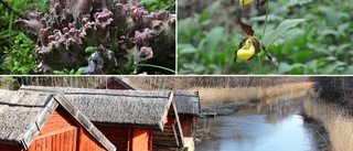 Nytt naturreservat räddar viktig skog