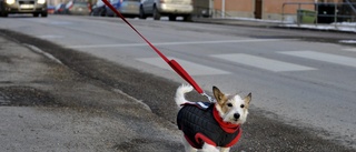 Ska rut hjälpa farmor gå ut med hunden? 