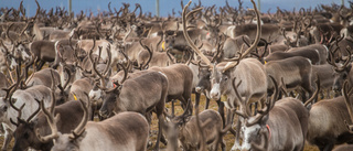 Omfattande tester av CWD under renslakten