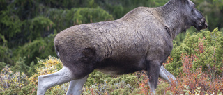 Betesskador från älg minskar i länet