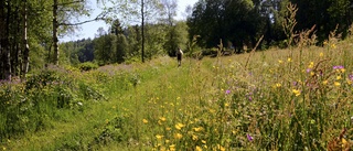 Hotad sommarkväll med  natur till hundra procent