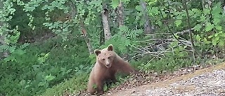 Dramat: Här klättrar björnen mot naturfotografen