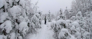 Läsarbilden; se så det snöar  