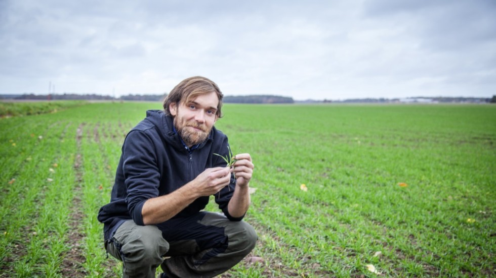 Andreas Nypelius, ordförande för LRF Gotland, menar att de som odlar spannmål har drabbats hårdast. 