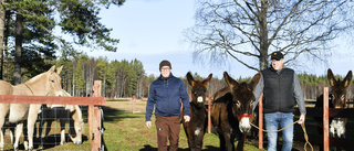 ”Alla åsnor har en åsneknapp”       