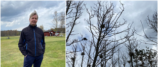 Ny skarvkoloni har slagit sig ned i Trosa: "Precis vid hål nio på Trosa golfklubb"