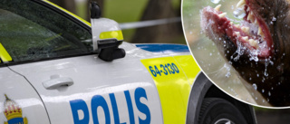 Plockade svamp – blev attackerad av hund • "Dök upp från ingenstans" • Fick 25 sår