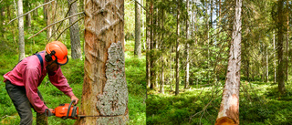 Träd i Ankarsrum kan lösa mysterium som gäckar forskare i hela världen