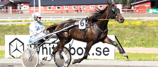 Skelleftehästen gick nytt rekord i V75-debuten igår – till helgen startar han i travets elitserie igen