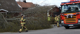 Träd riskerade att falla ner på närliggande hus