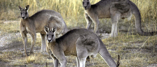 Man i Australien dödad av känguru