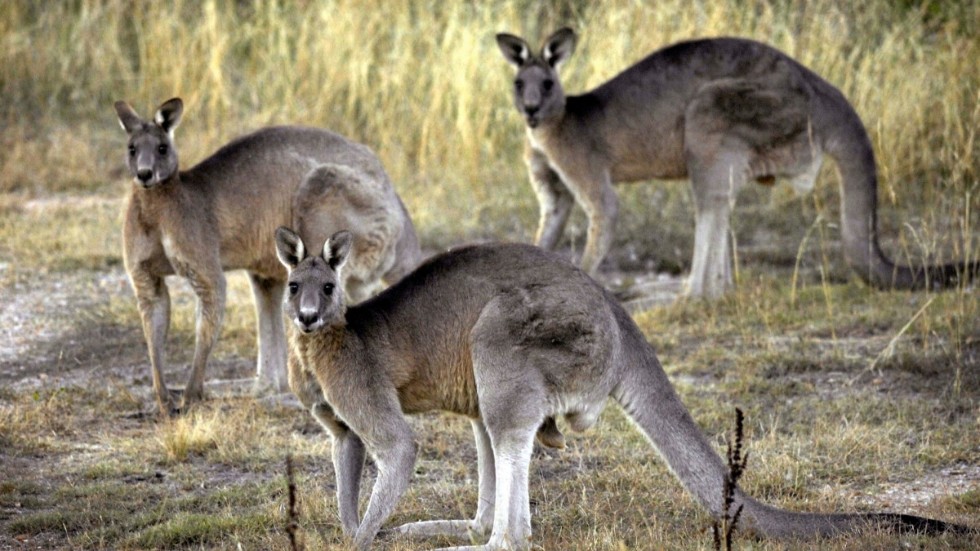 Att människor dödas av kängurur är väldigt ovanligt. Arkivbild från Canberra-trakten.