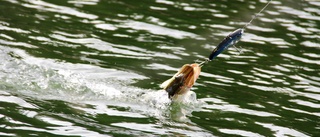 Fiskeförbud införs på två nya platser