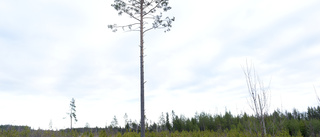 Protester om skogen tycks ha fått EU-gehör