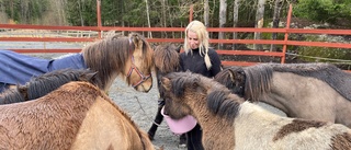 Många hjälpte till i sökandet efter islandshästarna