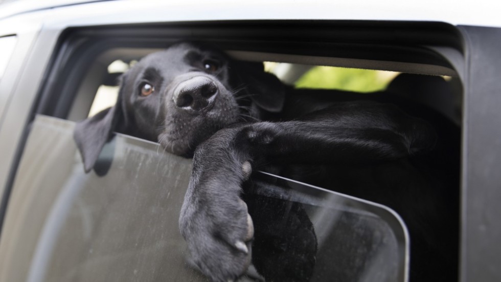 Hunden var lös i baksätet, nu åtalas föraren. Bilden föreställer en annan hund.
