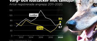 Vargattackerna ökar – går om lodjur