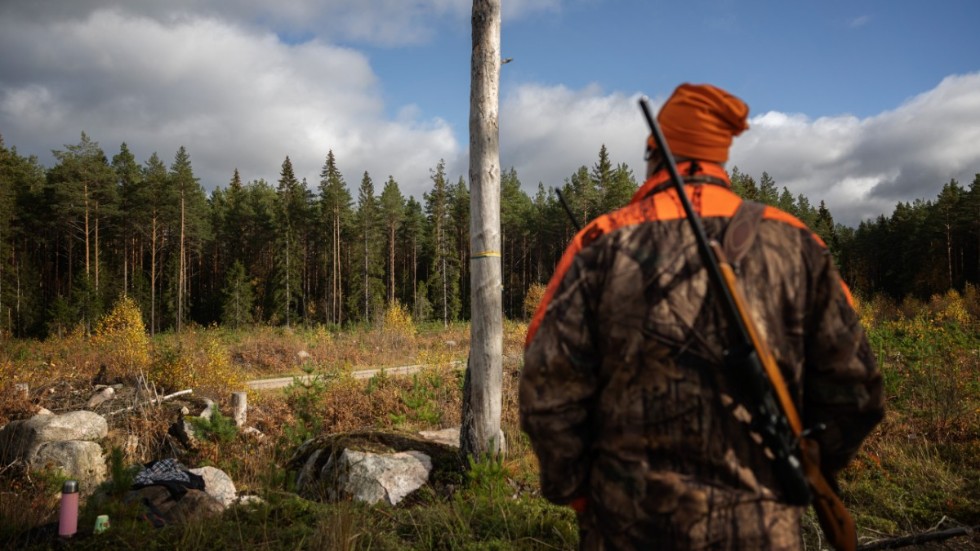Hunden hittades död under de första dagarna av älgjakten i fjol i östra Norrbotten. Utredningen har pågått i ett halvår. Bilden är en genrebild.