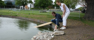 Ekologen byggde en stenramp i dammen