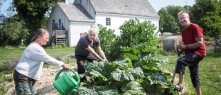 Stadsodling med socialt fokus lever vidare