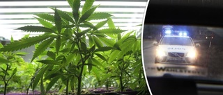 Misstänkt cannabisodlare påkommen i bil – åtalas för flera brott