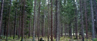 Regeringen sumpar skogen