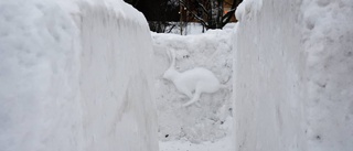 SE: Här är snölabyrinten i museiparken