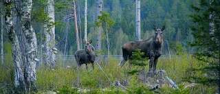 Jägarordförande nöjd med överenskommelse