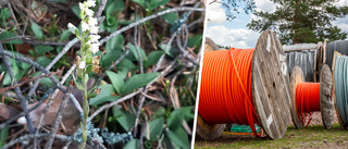 Fiberkabel grävdes ned bland orkidéer och 300 år gamla träd