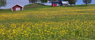 Läsarbilden: Vackra Tornedalen! 