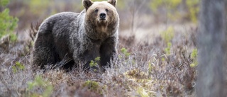 Ingen kan rimligen anse att björnjakten fungerar