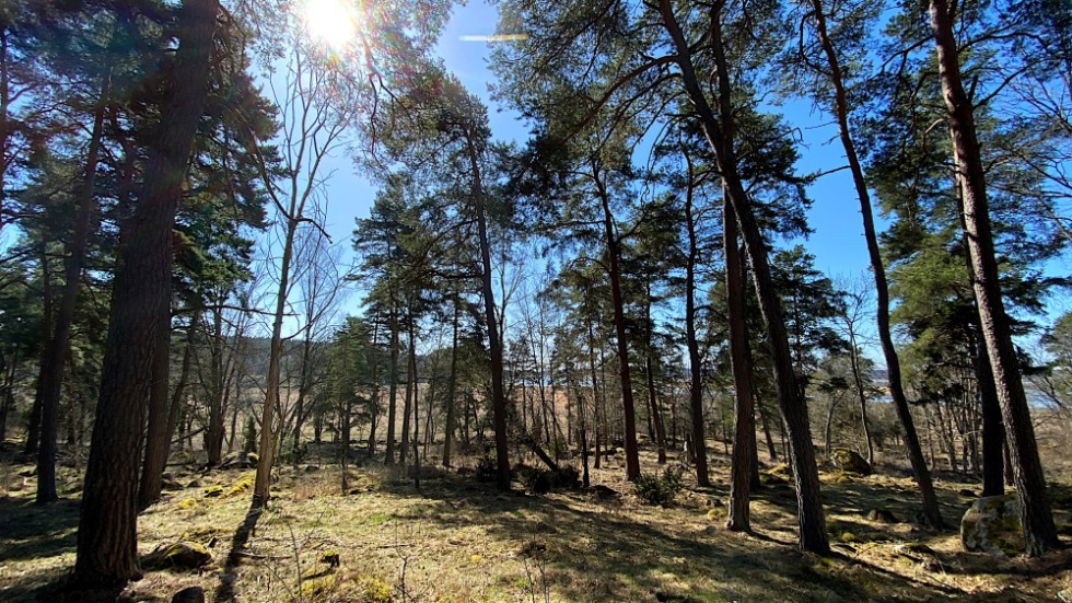 Mordet inträffade i slutet av mars.