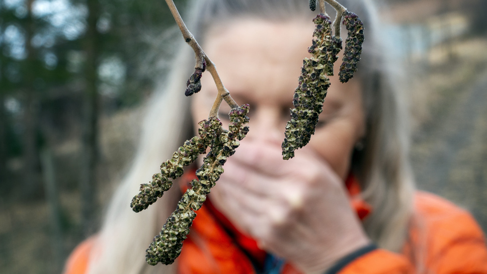 Efter en mild vinter kommer pollen. Arkivbild.